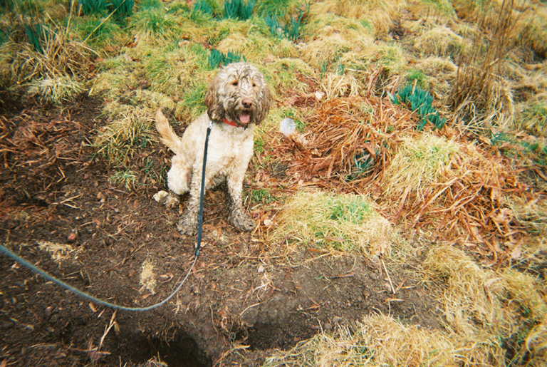 herbiehole