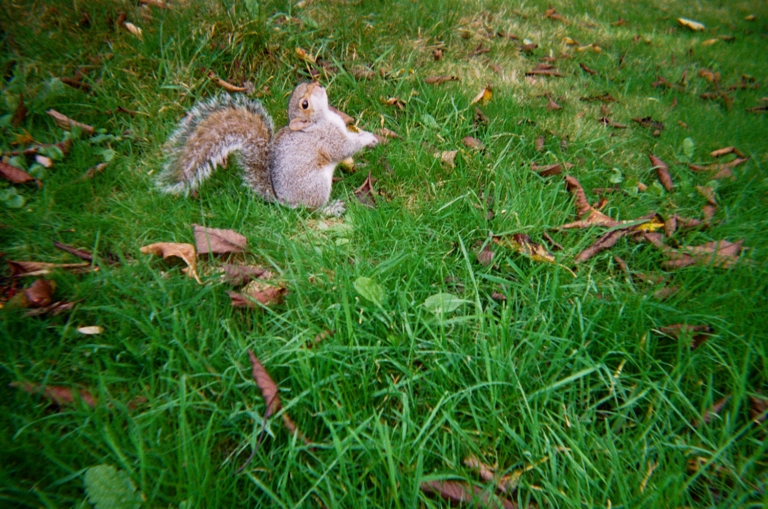 poorlysquirrel